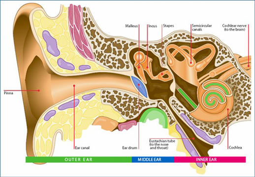 Best Hearing Loss Doctors In Atlanta | #1 Hearing Loss Team ATL ...