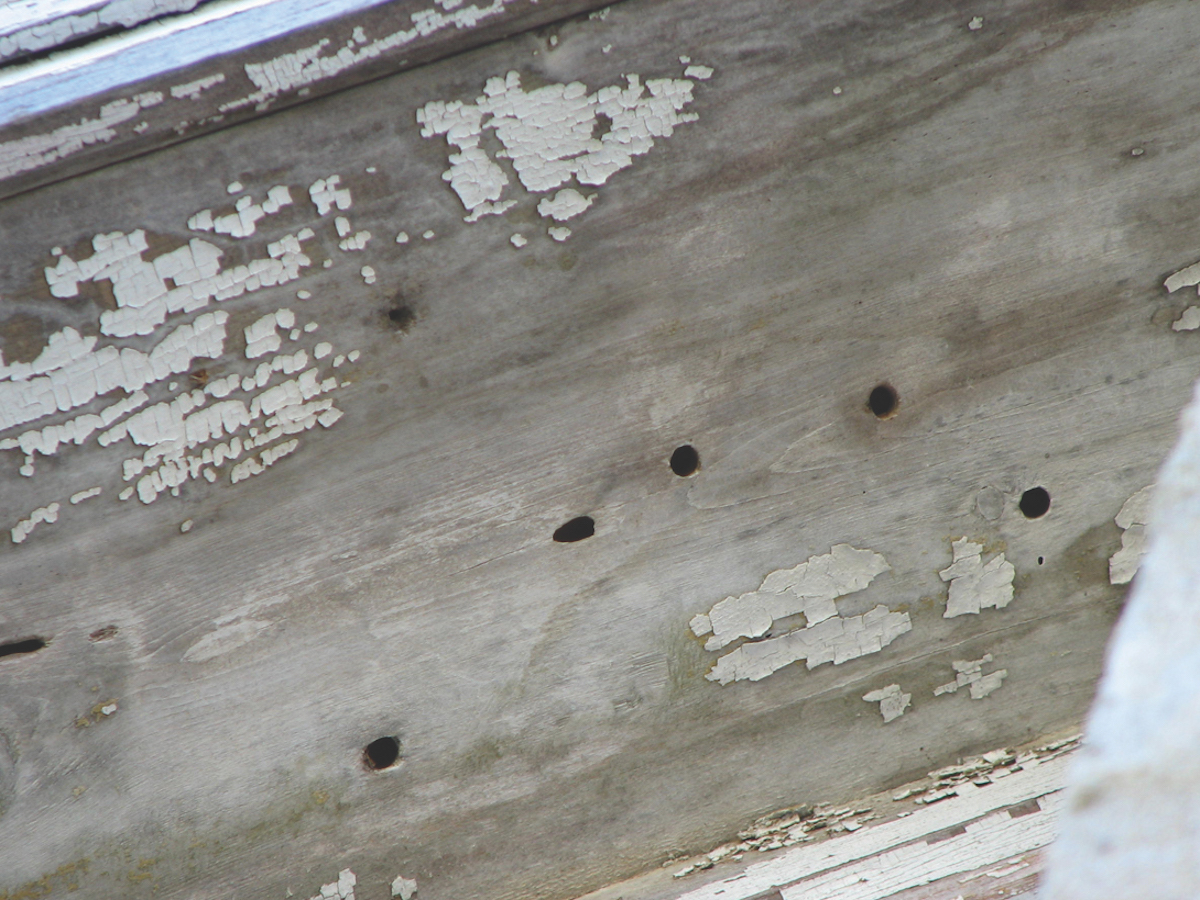 Where Do Carpenter Bees Lay Their Eggs? Breda Pest Management