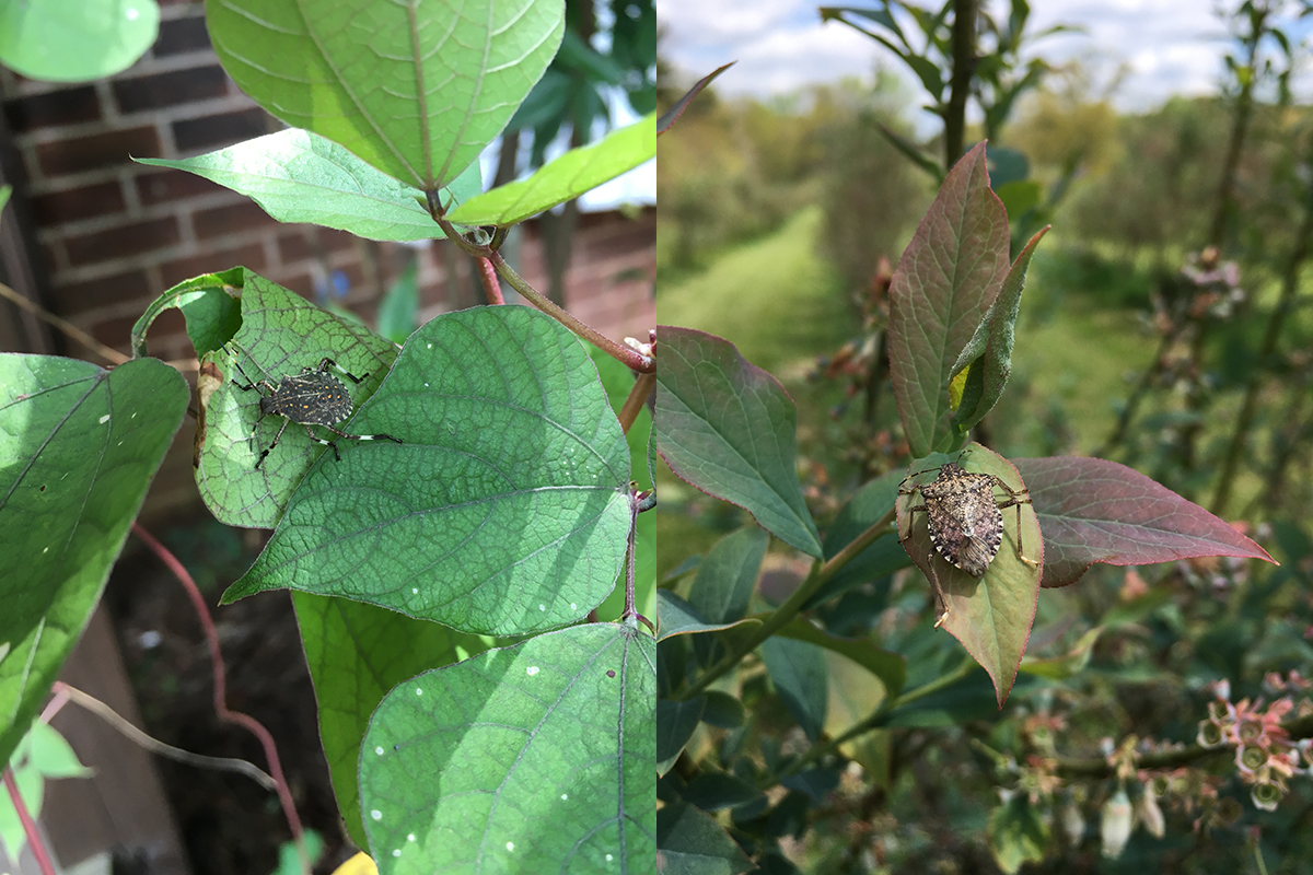 how to get rid of stink bugs at home