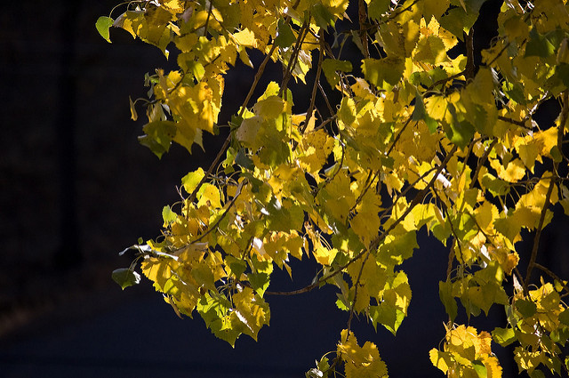 Cottonwood trees, with their shallow roots and debris, are a poor choice for homes.