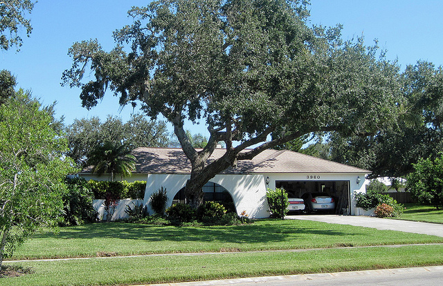 Oaks look pretty, but they shouldn't be near homes.