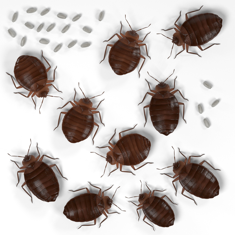 How Fast Do Bed Bugs Grow? | Inspect-All Services