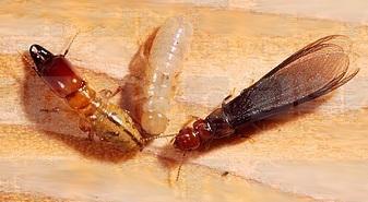 drywood termite soldier