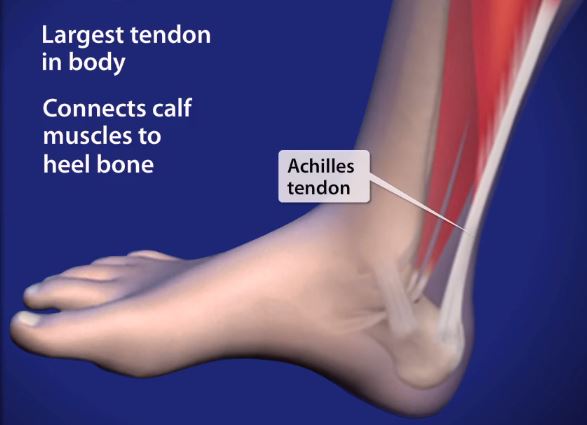 achilles tendon