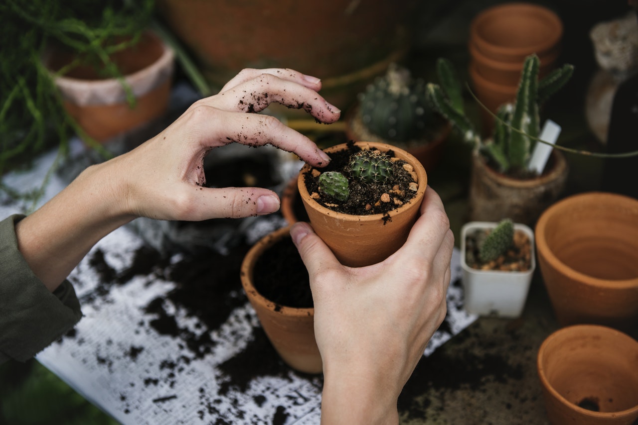 Hands holding a flower pot