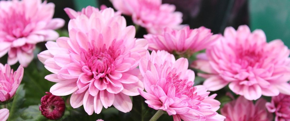 Chrysanthemums