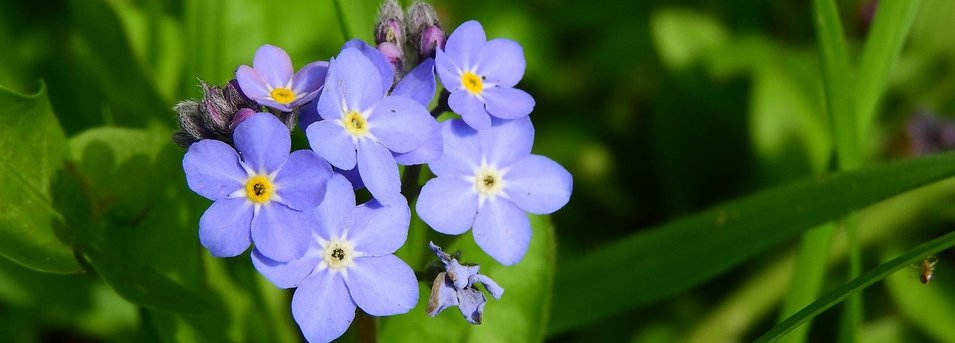 Forget-Me-Not