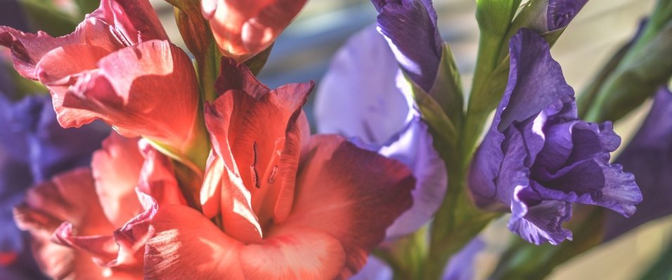 Gladioli