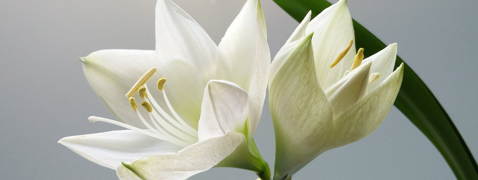 Lilies