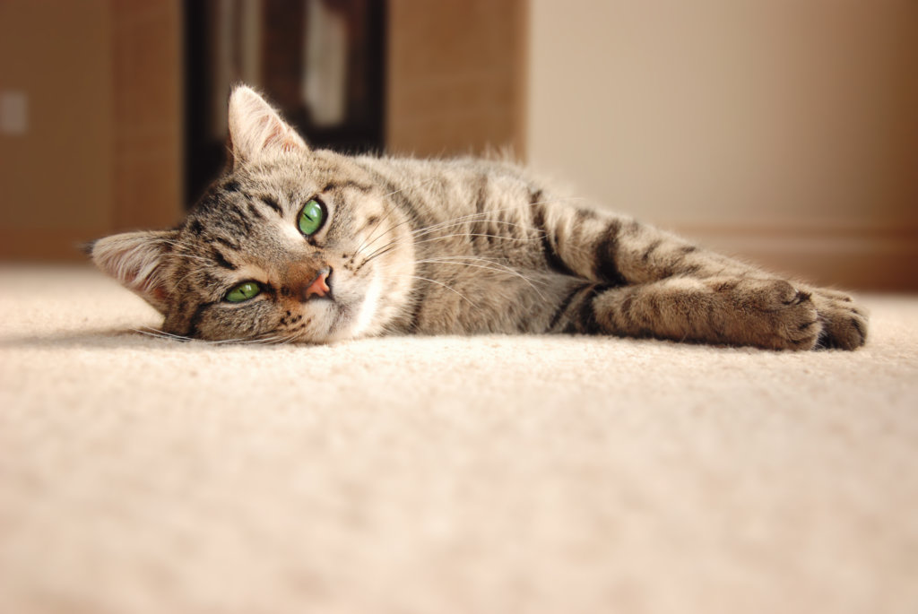 How to Remove the Pet Urine Odor from Your Carpet and Furniture