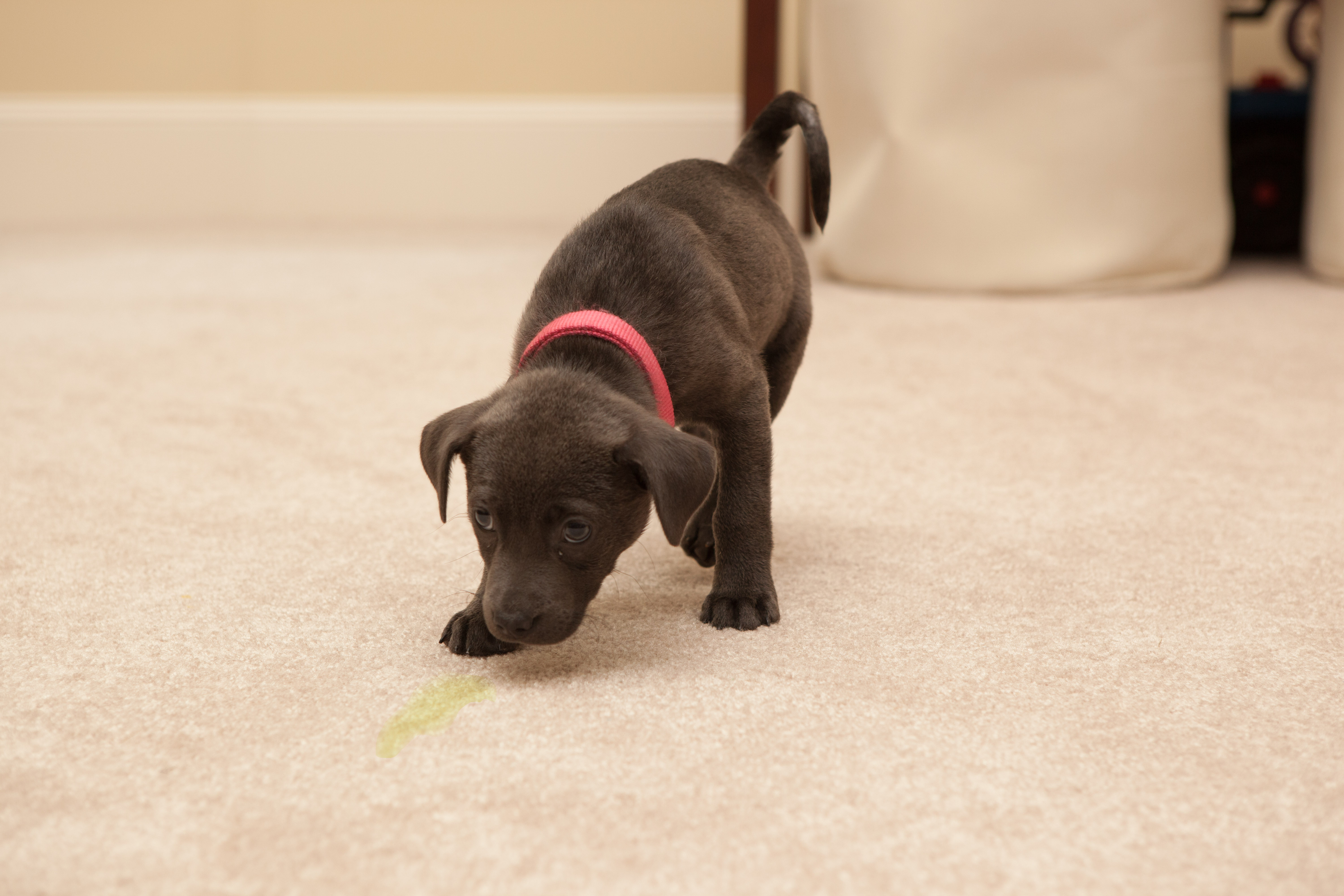 Eliminate Pet Odor and Dander Zerorez Greenville